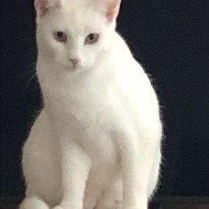 Meet your Posher, Hays